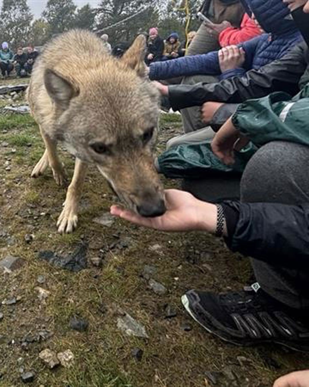 en hund som står på en steinete høyde med folk sittende på den en hund som står på en steinete høyde med folk sittende på den